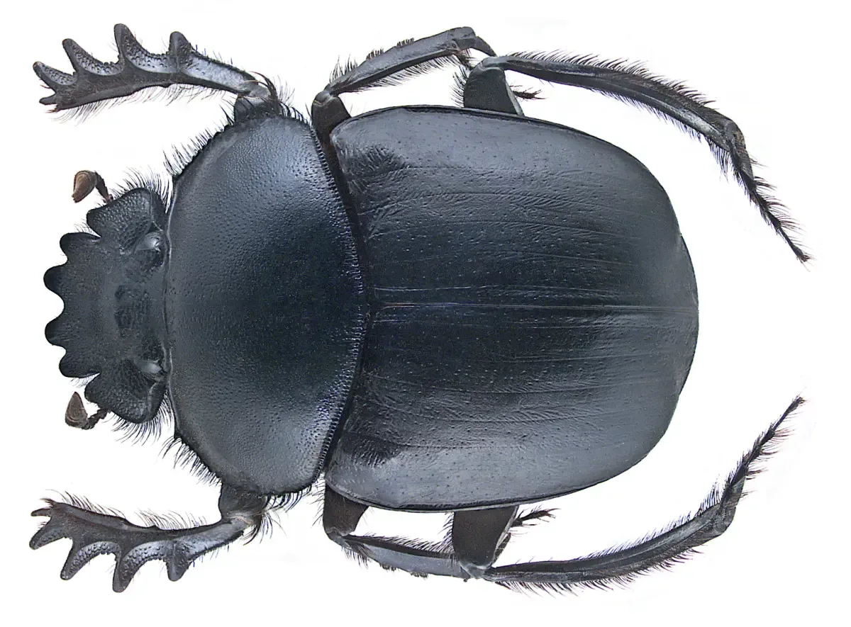 A sacred scarab beetle (Scarabaeus sacer) on sand